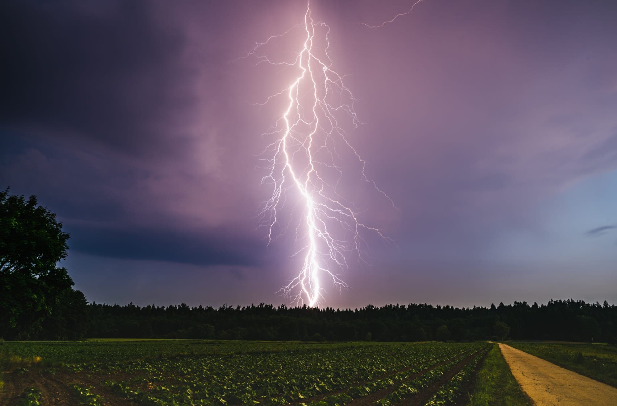 Lightning bolt striking beyond a tree line at night