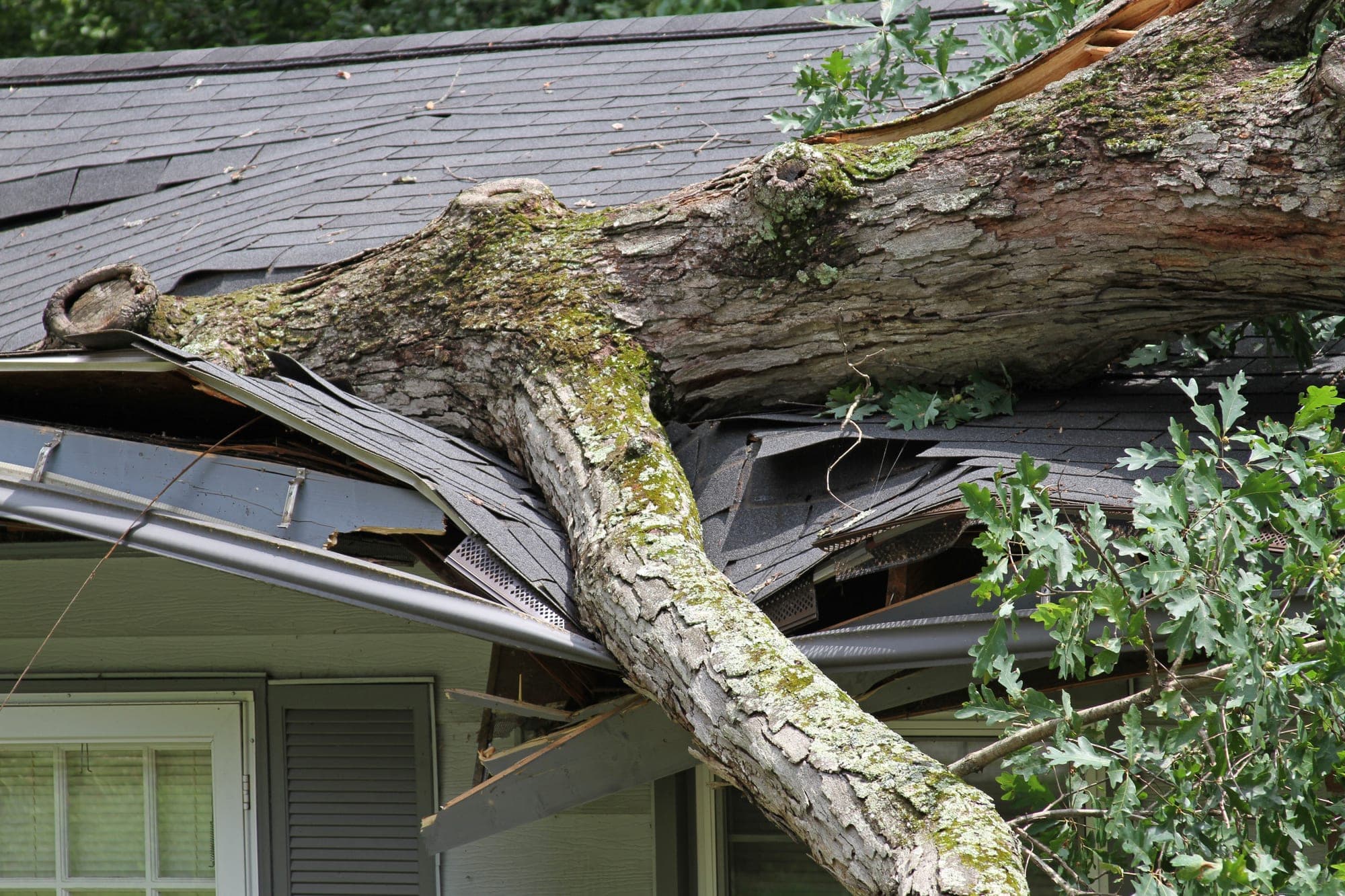 Fallen tree crushing a shingle roof and gutter