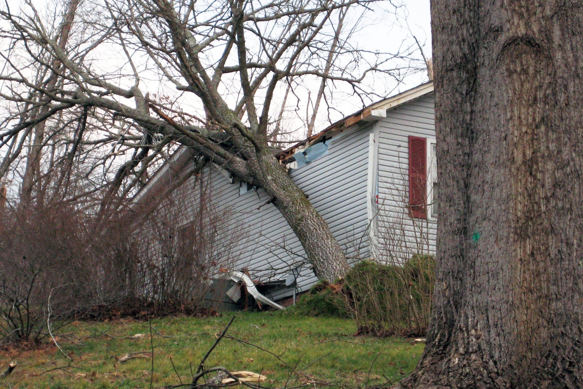 Storm-felled tree collapsed onto the roof of a house