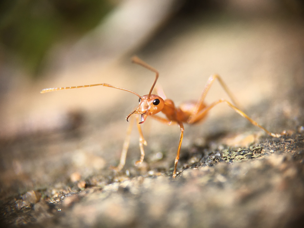 Your Guide to Getting Rid of Ants for Good Engineering Specialists, Inc.