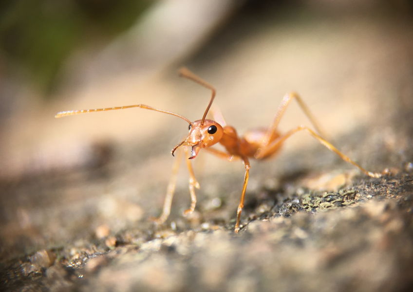 Your Guide to Getting Rid of Ants for Good